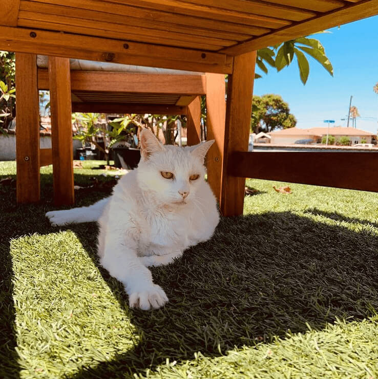 Animals Don't Like Rainy Days Any More Than We Do