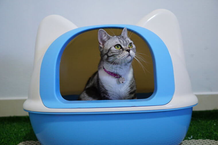 Put Baking Soda in the Litter Box For Fresh Vibes