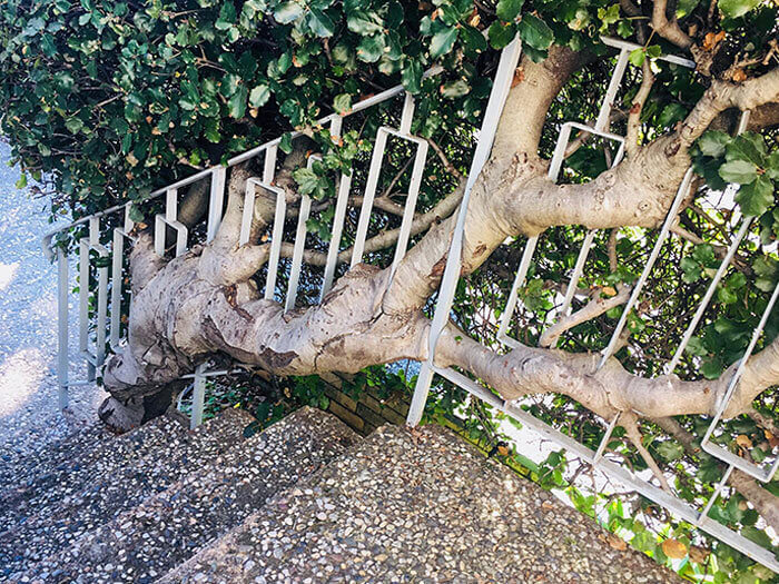 The Oak Tree Grew Through The Stair Railing