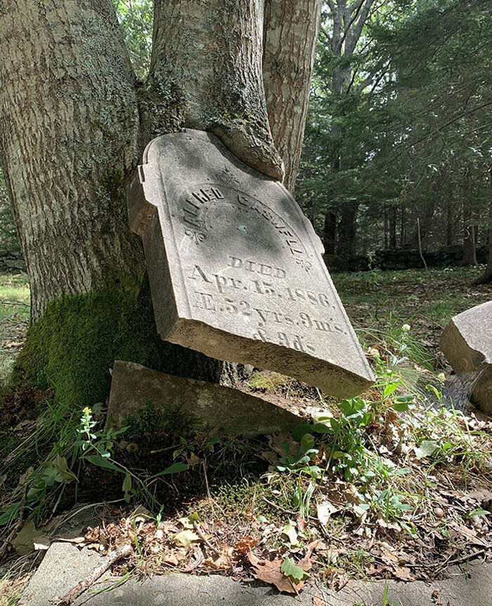 Nature Won The Battle Between Gravestone Vs. Tree