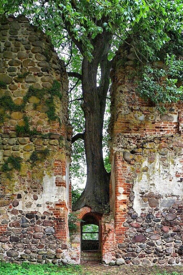 Tree Becomes The Gatekeeper At The Abandoned Putzar Castle In Germany