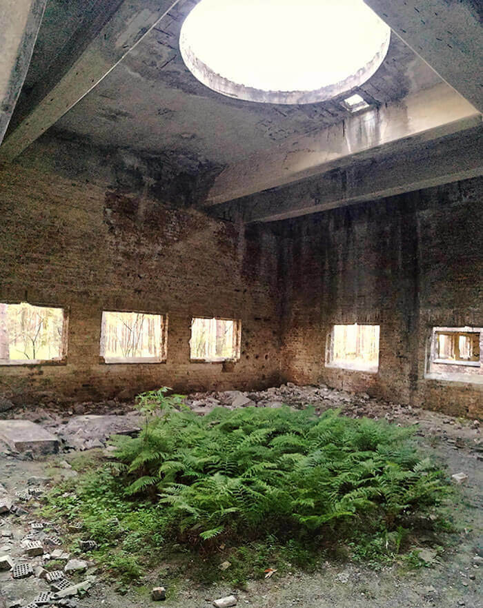 The Ferns Grew Directly Under The Light