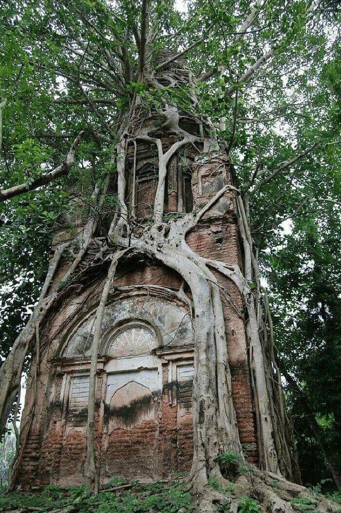 Old Shiva Temple Firmly Embraced By The Sacred Bodhi Tree In Bangladesh