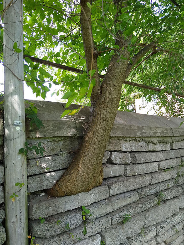 The Tree Needed Sun, So It Grew Through The Brick Wall