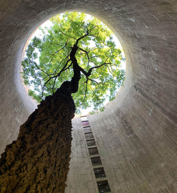 A Tree Was Found Growing Inside An Abandoned Silo