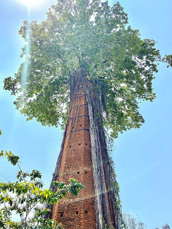 The Tree Grew Inside The Abandoned Chimney