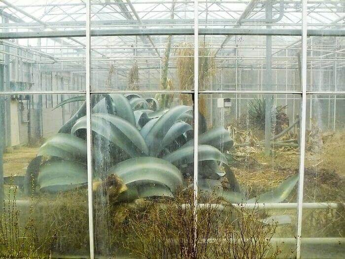 The Overgrown Agave Took Over The Abandoned Greenhouse
