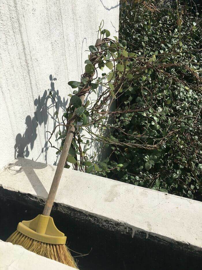 The Plant Is Slowly Stealing The Broom