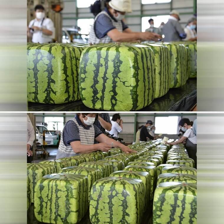 Those Are Some Perfectly Square Watermelons