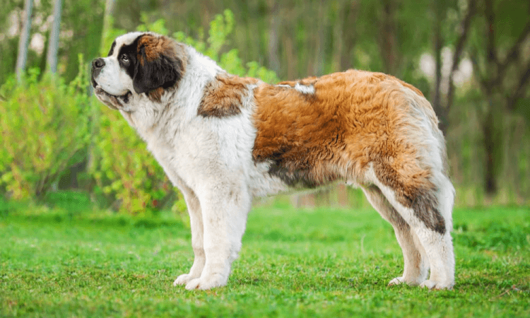 tallest dogs in the world top 10