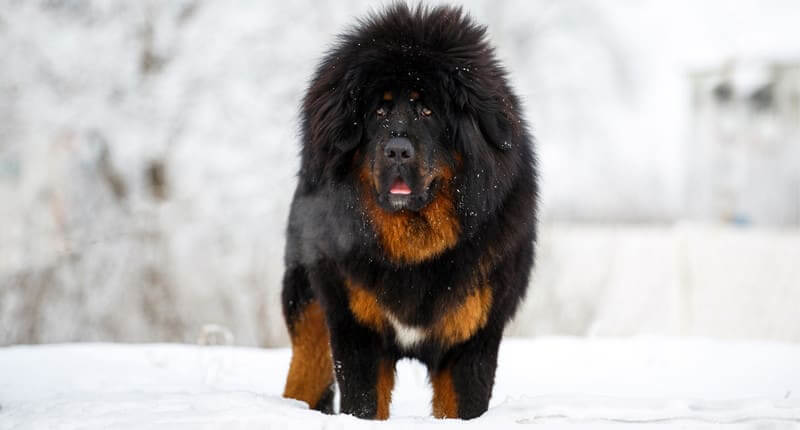 top biggest dogs in the world