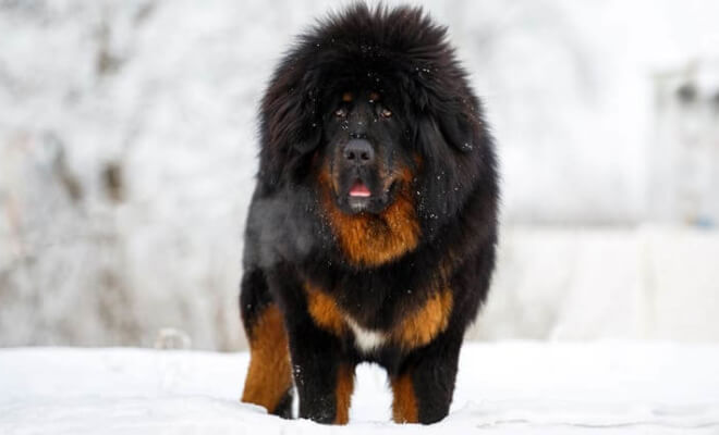 Top 10 Biggest Dog Breeds in the World