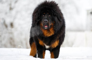 Top 10 Biggest Dog Breeds in the World