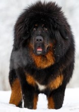 Top 10 Biggest Dog Breeds in the World