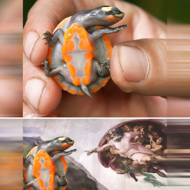 Creation of Turtle