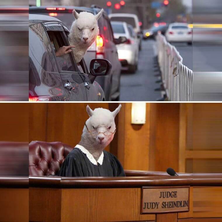 When Alpaca Judges You