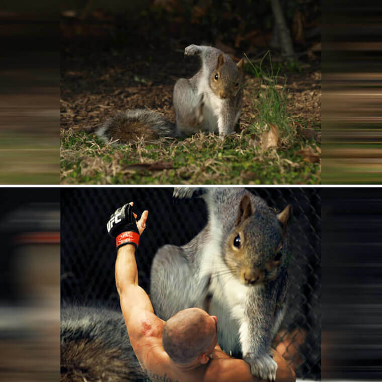 The Superhero Squirrel