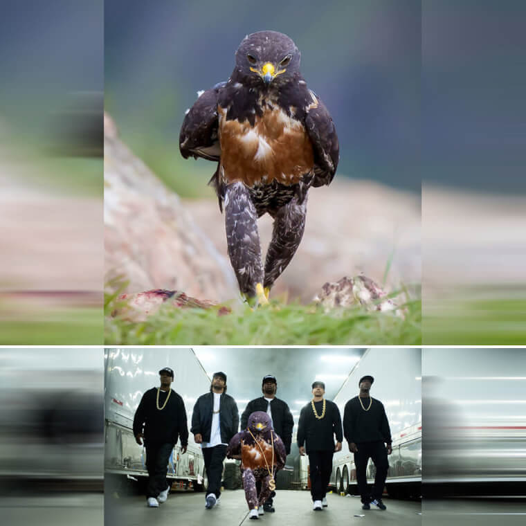 The Most Badass Hawk in The World