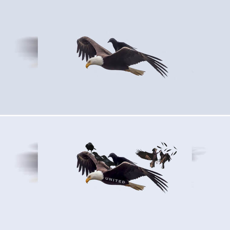 Crow Riding an Eagle