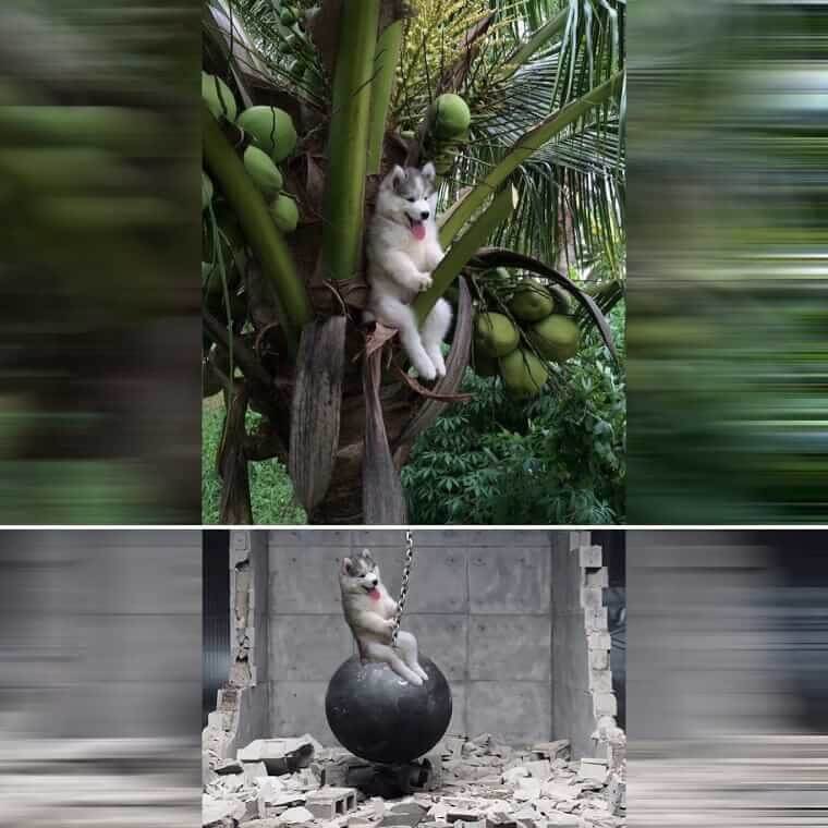 Turning a Doggo Into A Wrecking Ball