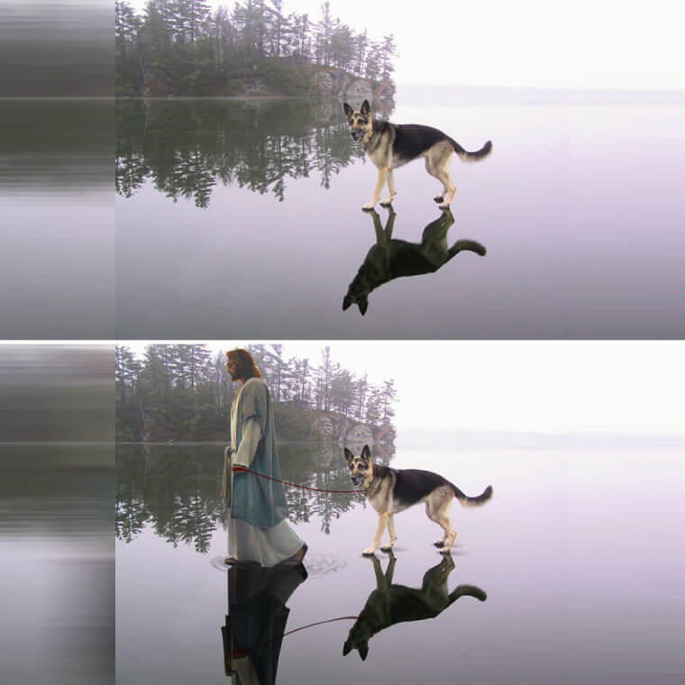 German Shepherd Walking on Ice