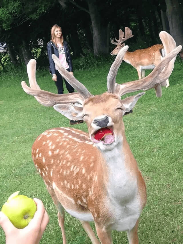Just A Deer Eating An Apple