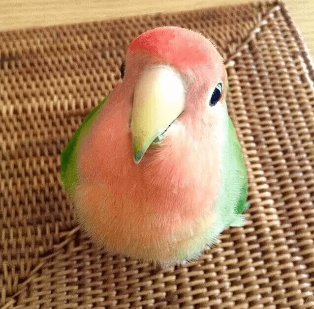 The Perfect Watermelon Bird