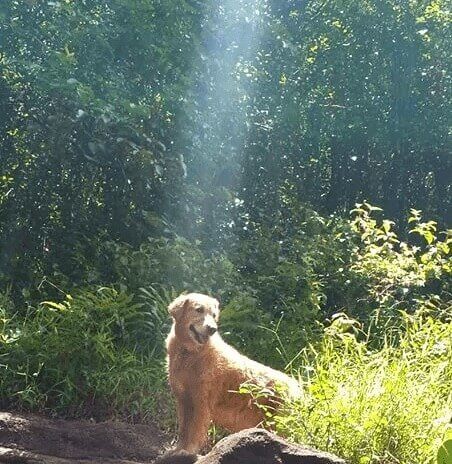 This Dog's Next Stop? Broadway!
