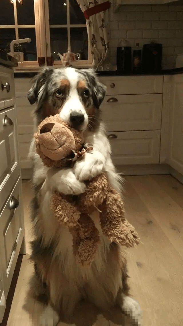 It’s My Bear