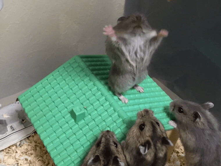A Preaching Hamster