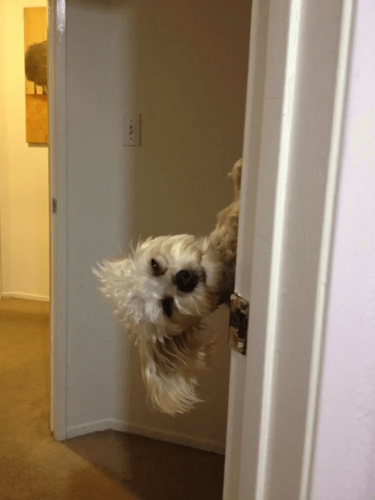 This Is Charlie, He Is Weird