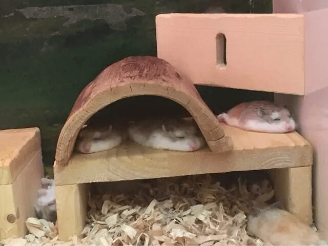 The Pancake Hamsters