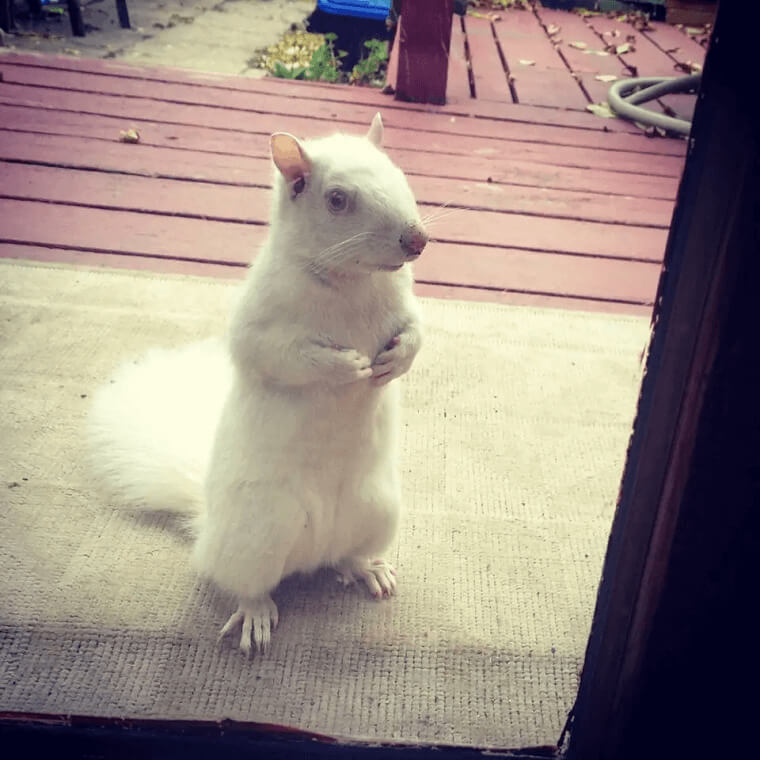 The Most Adorable Albino Squirrel Asking For Food
