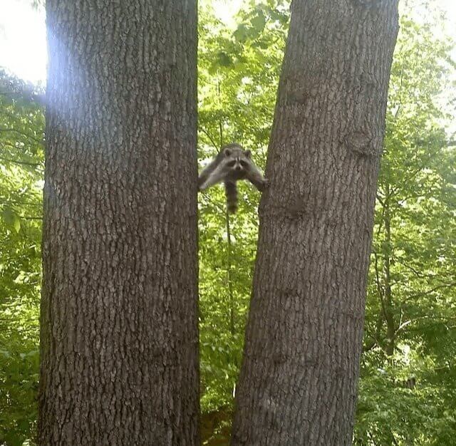 The Jean-Claude Van Racoon