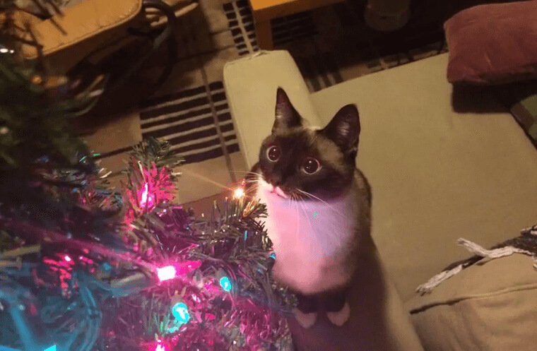 The Wonder Of The Christmas Tree