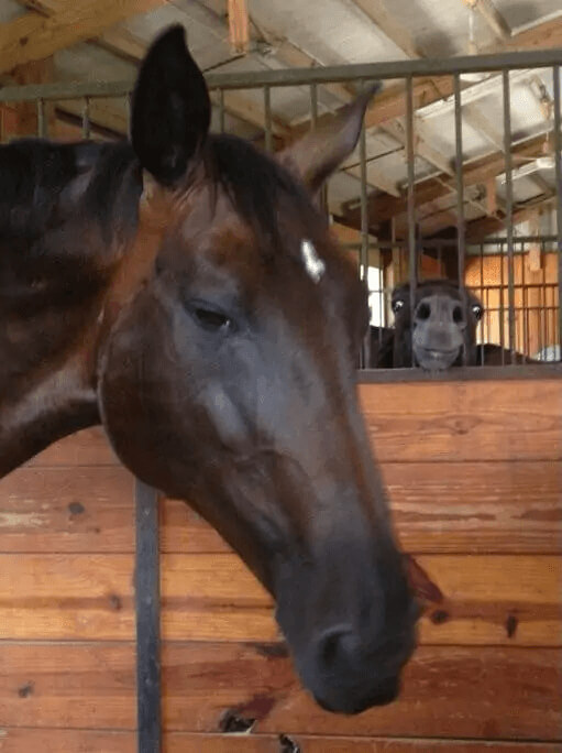 There Are Two Types Of Horses