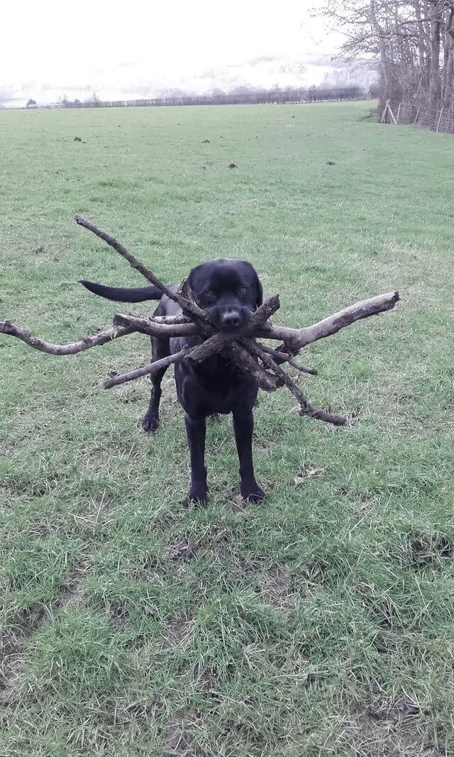 Going For The Doggo World Record Of Carrying Sticks