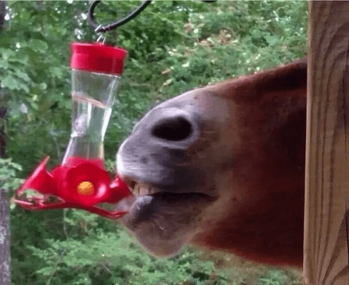 Is This A Hummingbird?