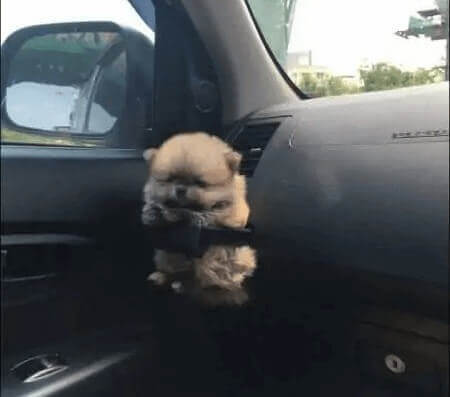 The Puppy Holder