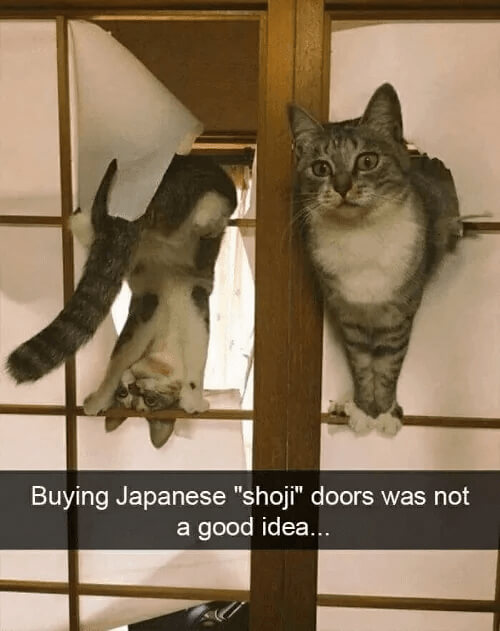 Kitties Love The New Japanese Shoji Doors