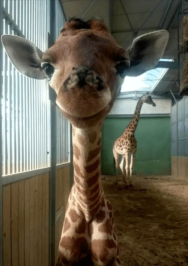 The Smiling Baby Giraffe