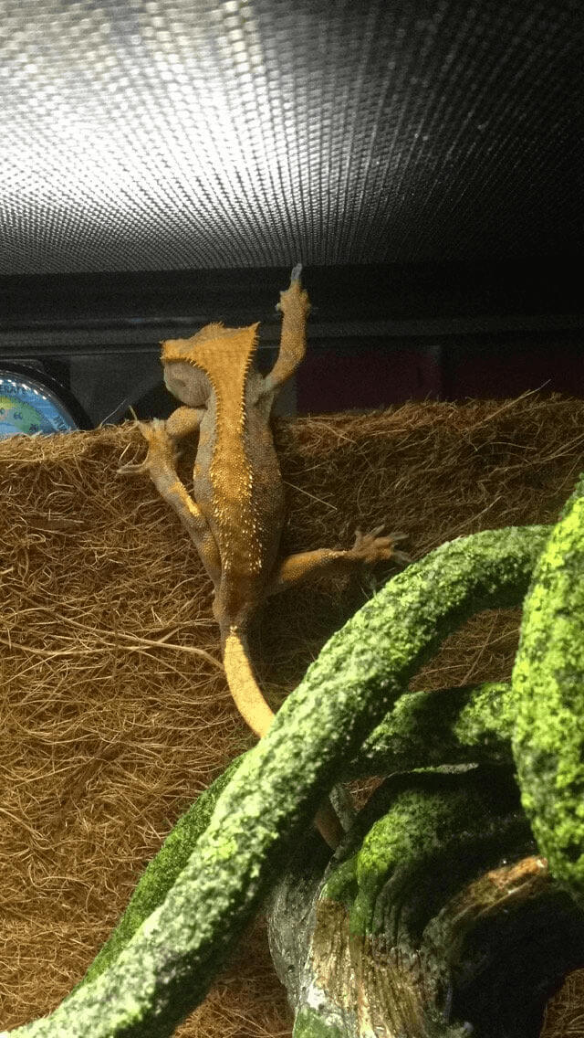 This Gecko Is Not Impressed