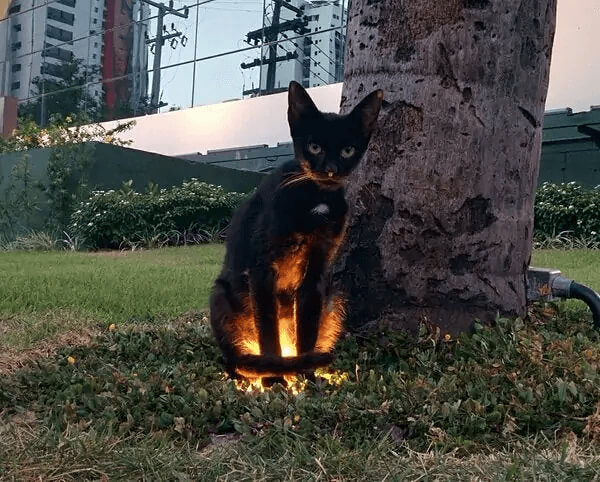 A Scary Kitty