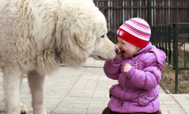 Pictures That Show Kids and Dogs Are Meant For Each Other