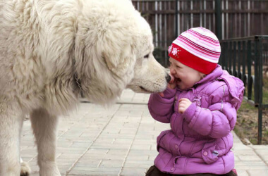 Pictures That Show Kids and Dogs Are Meant For Each Other