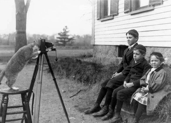 Um fotógrafo de gatos em 1909