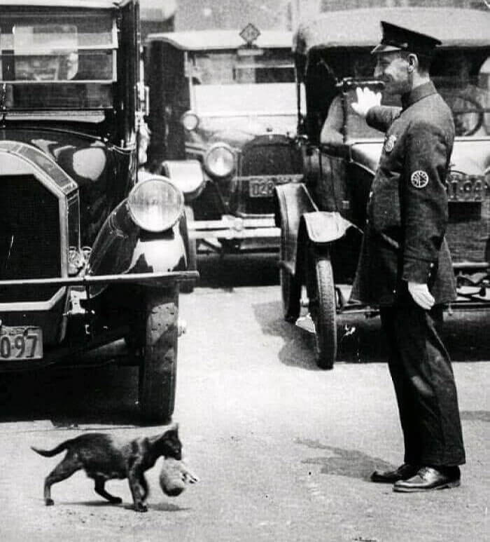 Uma gata atravessando a rua com seu filhote