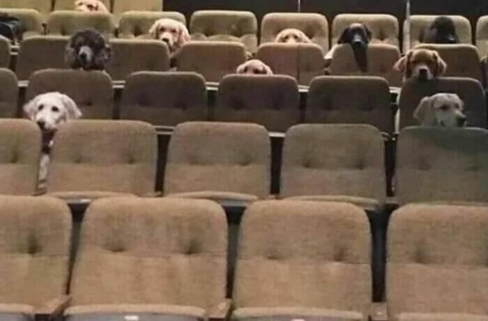 Día Ruff en el trabajo