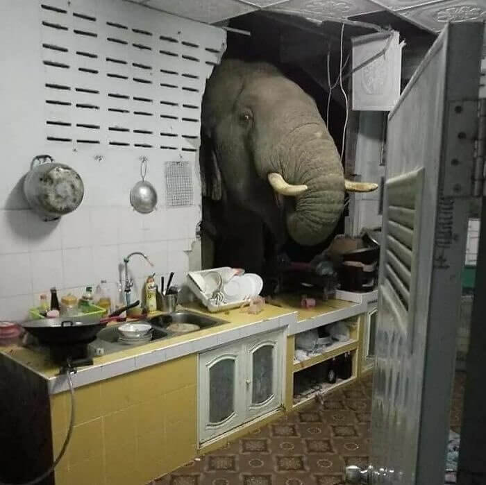 ¿Qué cocinas bien?