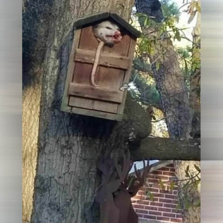 Acurrucado como un insecto